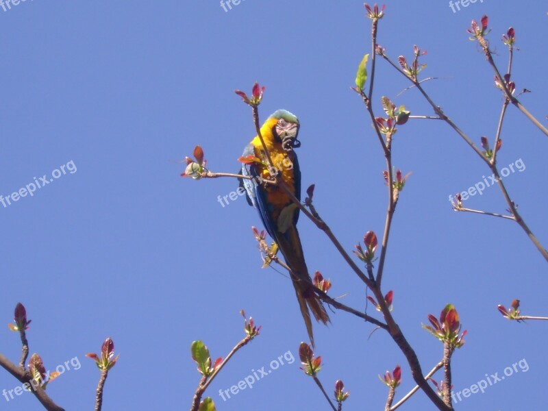 Arara Sky Nature Environment Birds