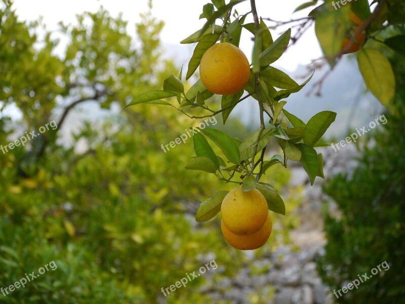 Oranges Mallorca Tramuntana Spain Plantation