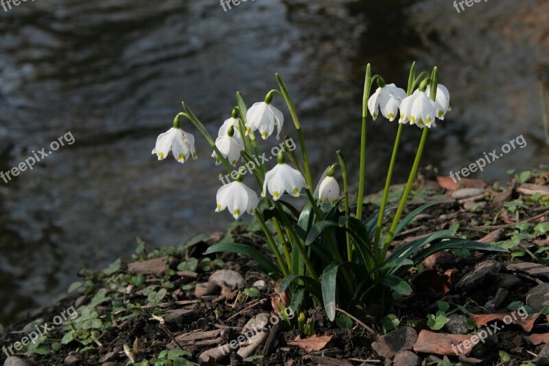 Spring Snowflake Spring Spring Flowers White Nature