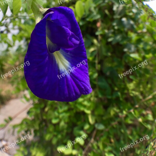 Flowers Pea Flowers Outdoor Free Photos