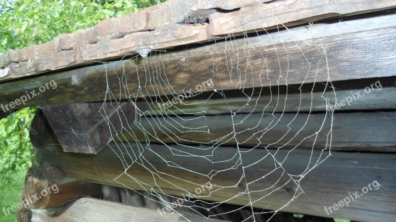 Spider Web Arachnid Insect Nature