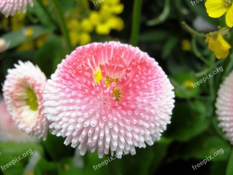 Pink Flower Double Flower Full Bloom Pink Close Up