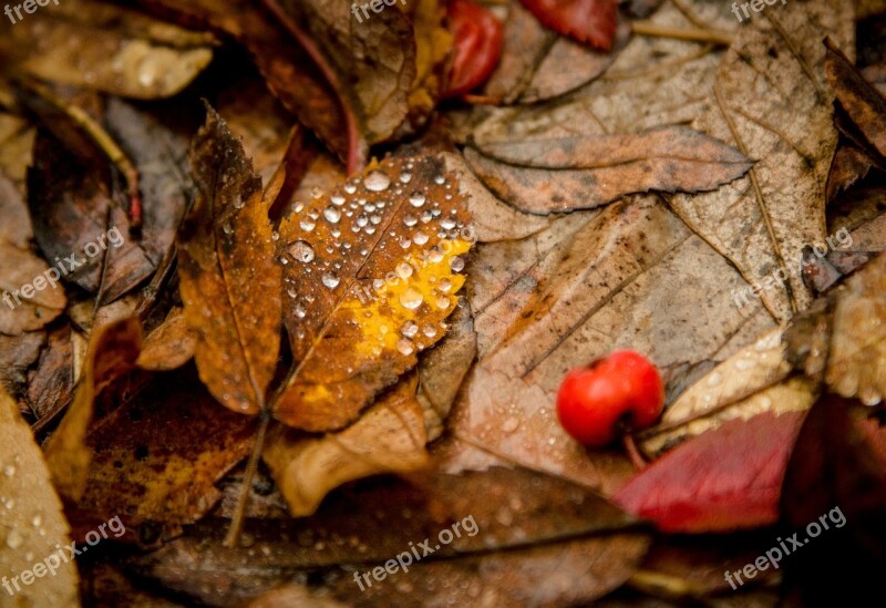 Leaves Drops Rowan Autumn Yellow