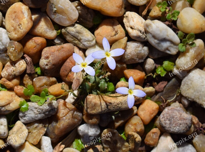 Spring Bluet Bluet Spring Wildflower Blue