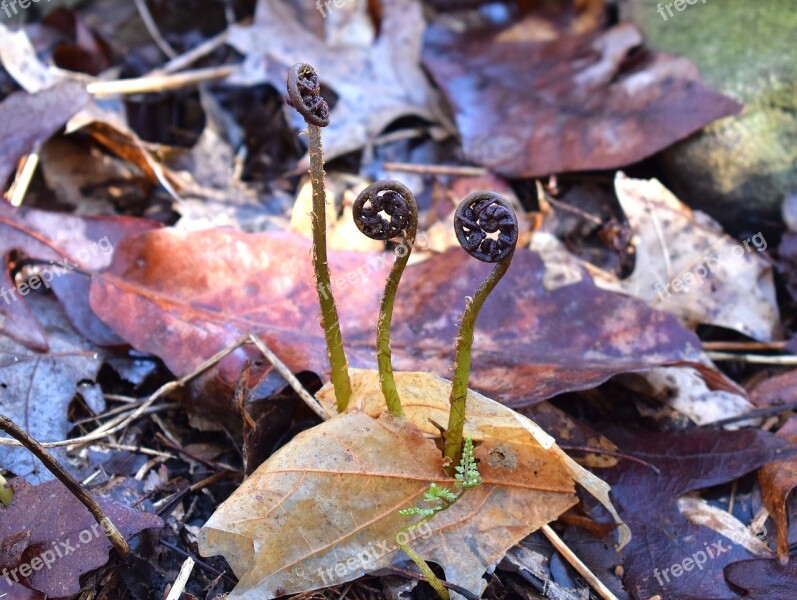 Ferns Unfurling Ferns Plant Fiddle Heads New