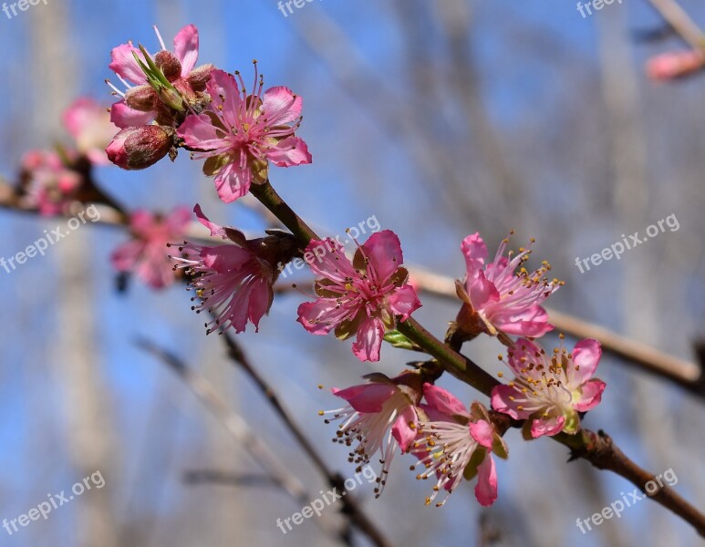 Peach Blossoms Peach Tree Blossom Flower Bloom