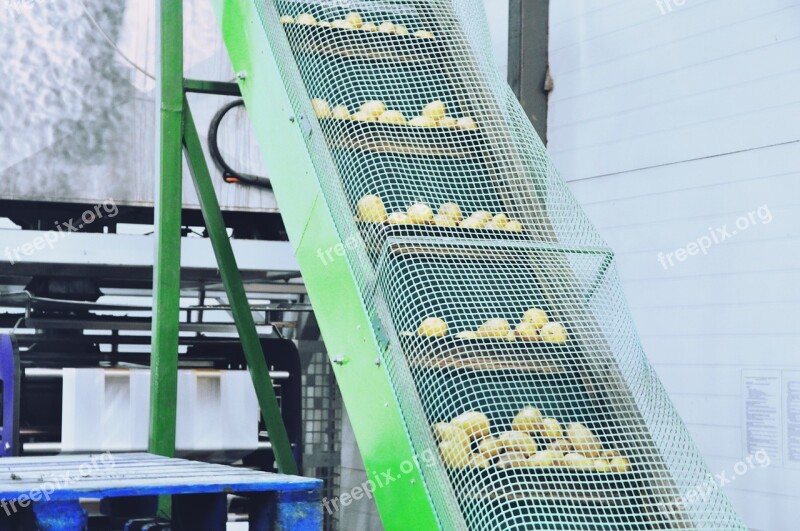 The Production Line Potatoes Sorting Washing Vegetables Bulb