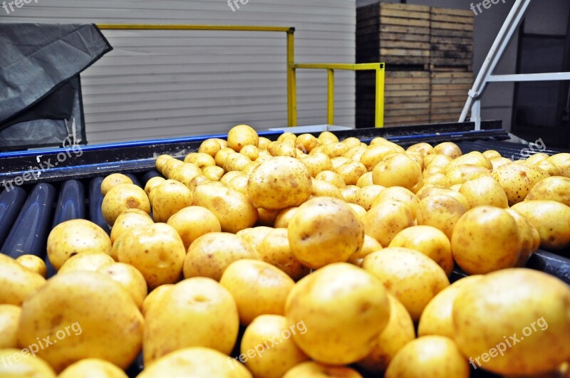 Potatoes Sorting Washing Vegetables Bulb Free Photos