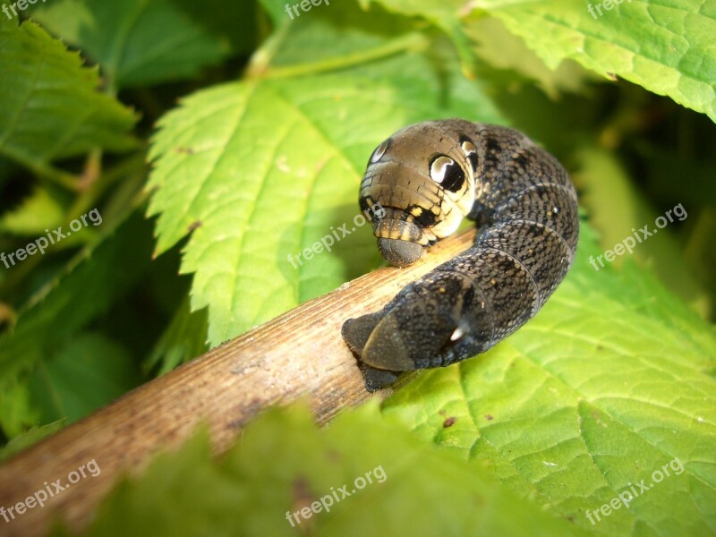 Wine Owls Young Caterpillar Fichtelgebirge Free Photos