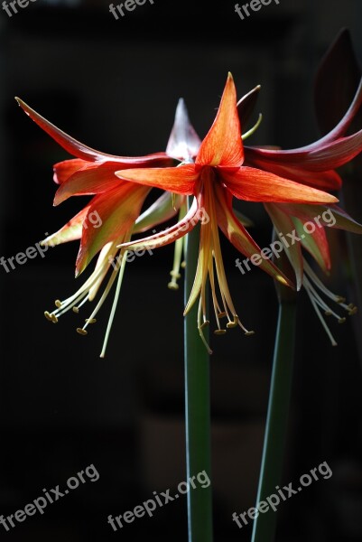 Flower Plant Hippeastrum Black Background Red Flowers