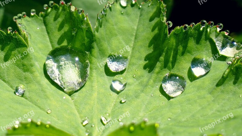 Nature Leaf Raindrop Green Plant