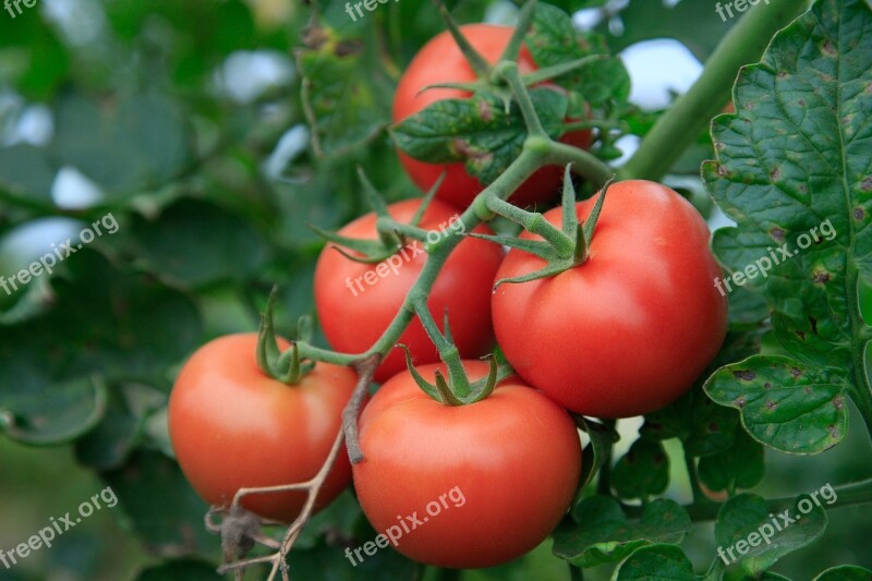 Tomatoes Agriculture Bio Vegetables Nutrition