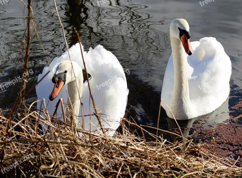 Swan Water Canal Nature Bird