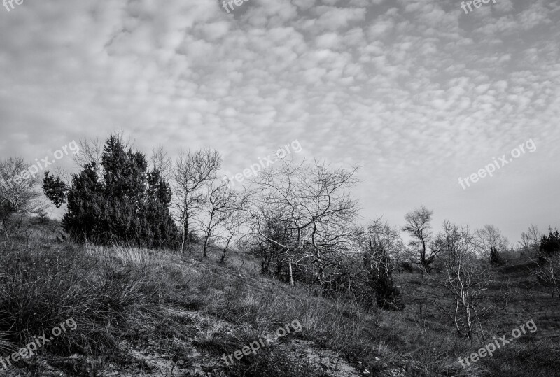 Fülöpháza Nature Sand Hills Juniper Landscape