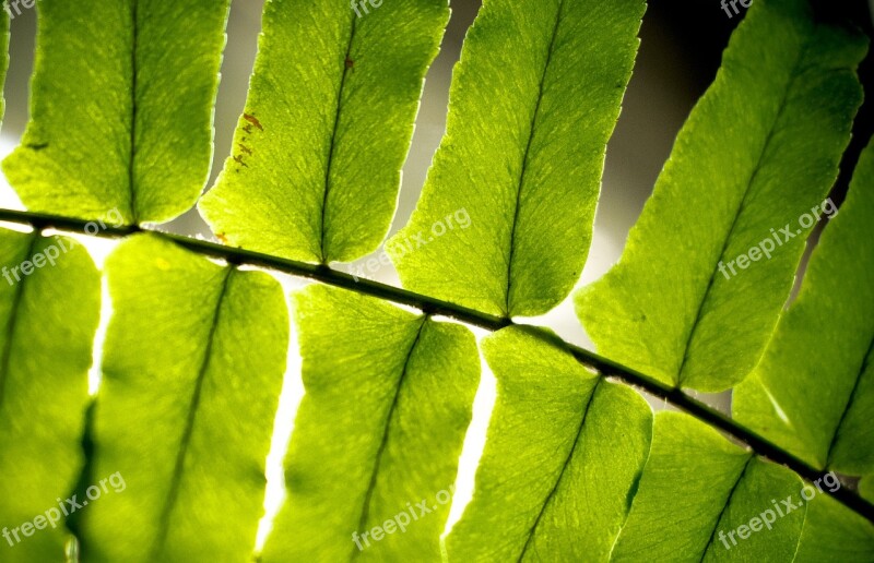 Leaf Fern Green Plant Nature