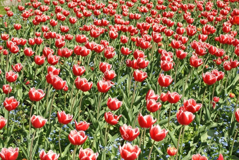 Tulips Red Flowers Tulip Field Free Photos