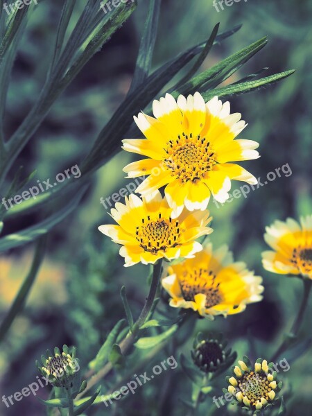 Chrysanthemum Flowers Yellow Flowering Flora