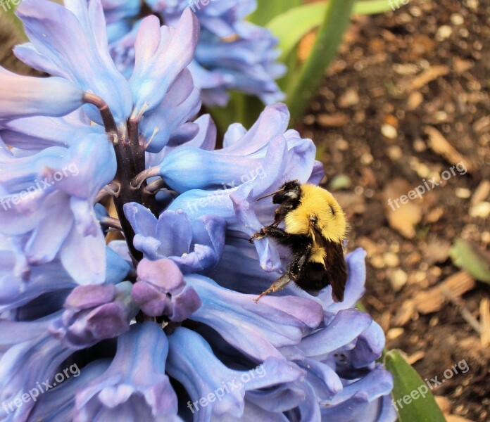 Bee Pollinate Pollen Hyacinth Flower