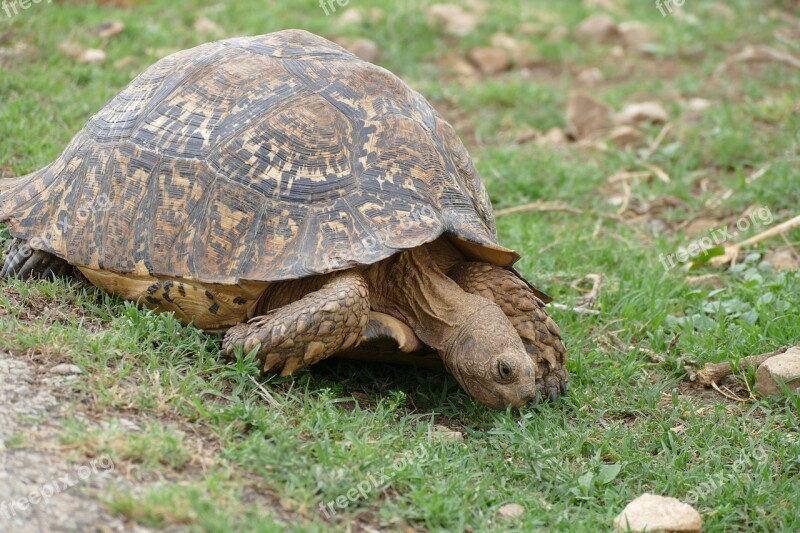 Addo Turtle Wildlife Africa Free Photos