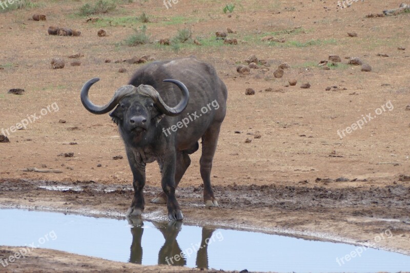 Buffalo Garden Route Addo National Park Free Photos