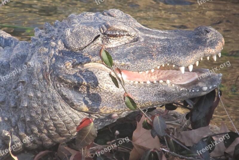 Smiling Chinese Alligator Head Close Up Teeth Mouth