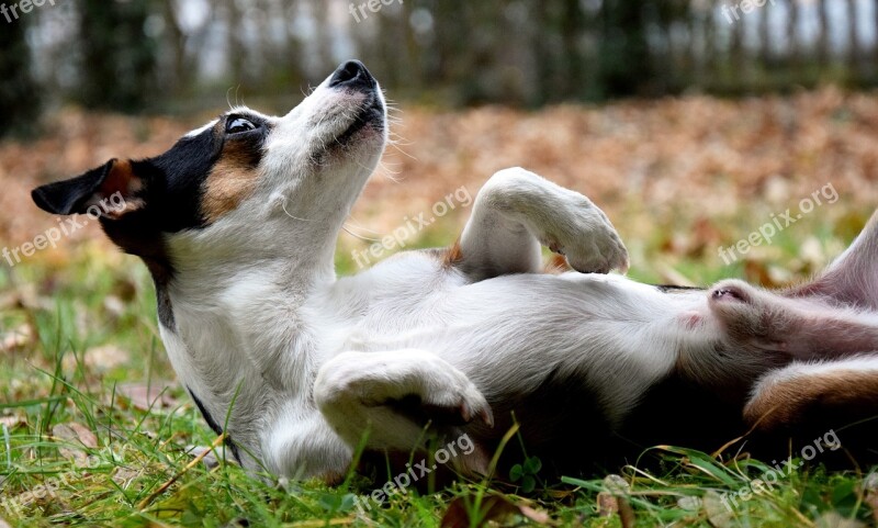 Dog Concerns Meadow Autumn Small