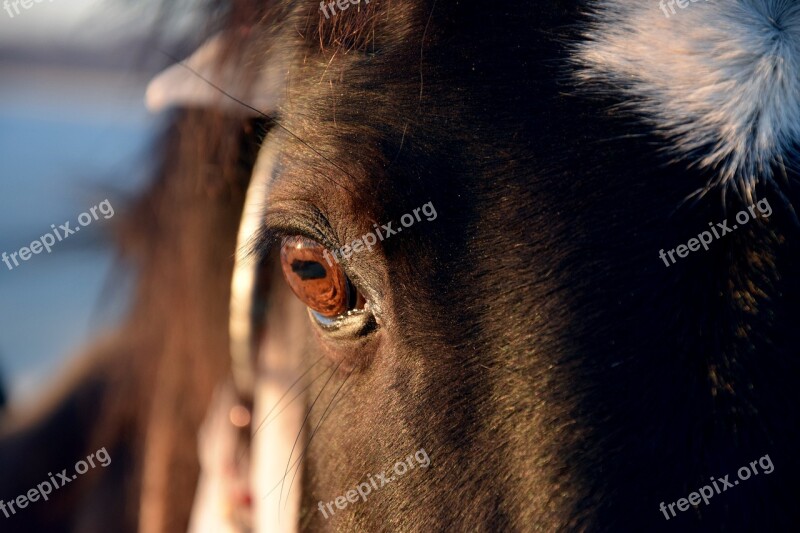 Eye Horse Portrait Brown Ride