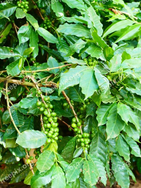 Coffee Coffee Plant Coffee Berry Cherry Coffee Bush