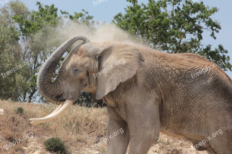 Elephant Africa Animal Reserve Free Photos