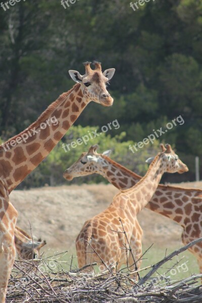 Giraffes Reserve Africa Free Photos