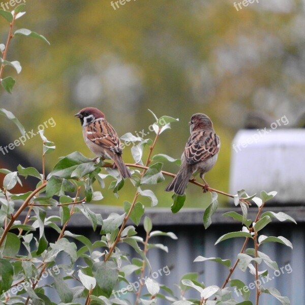 Sparrow Passer Montanus Eurasian Tree Sparrow Birds In The Bushes Free Photos