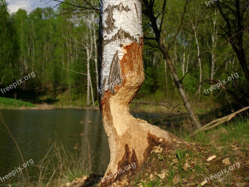 Birch Beaver Or Lifework Beach Pond