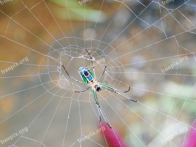 Spider Fabric Chandelier Insects Bugs Spider Tiger