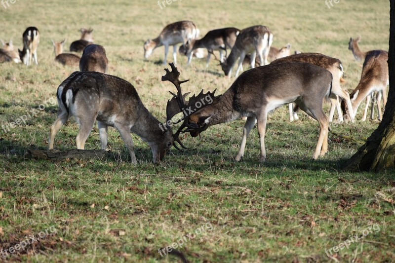 Deer Fight Nature Free Photos