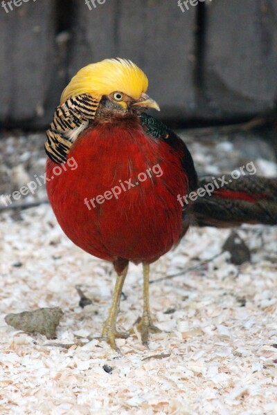 Golden Pheasant Chrysolophus Pictus Or Pheasant Bird Feathered Race