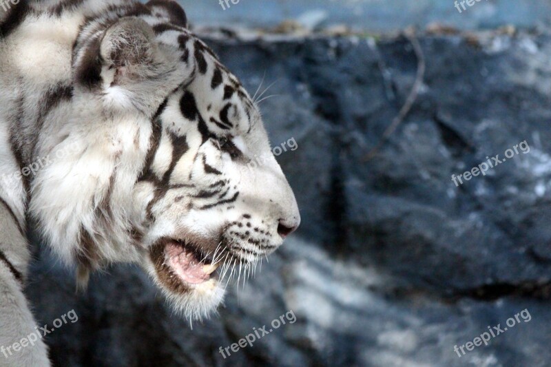 Bengal Tiger White Tiger Indian Tiger Panthera Tigris Bengalensis Wild Cat