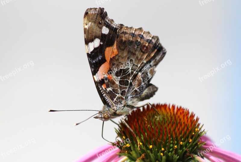 Butterfly Flower Echinacea Macro Insect