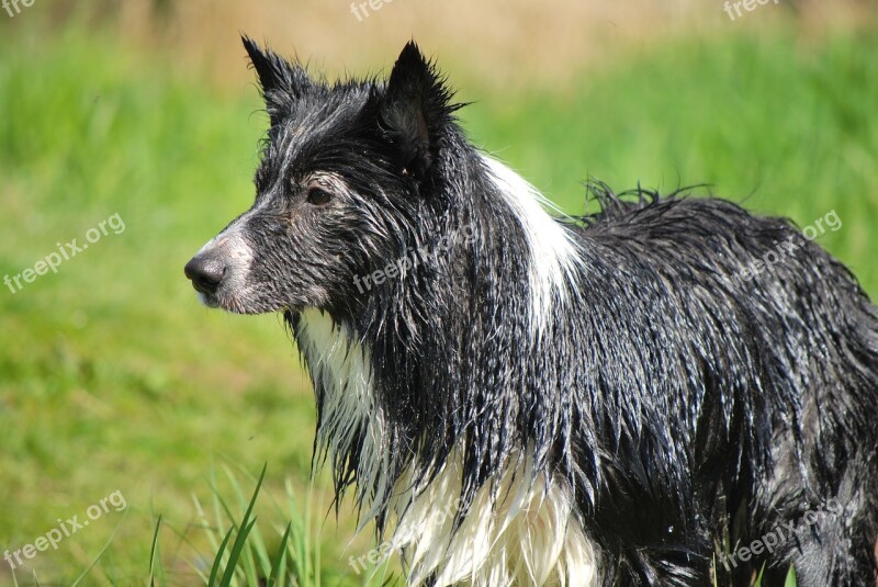 Dog Wet Border Collie Pet White