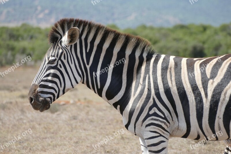 Zebra Addo National Park Free Photos