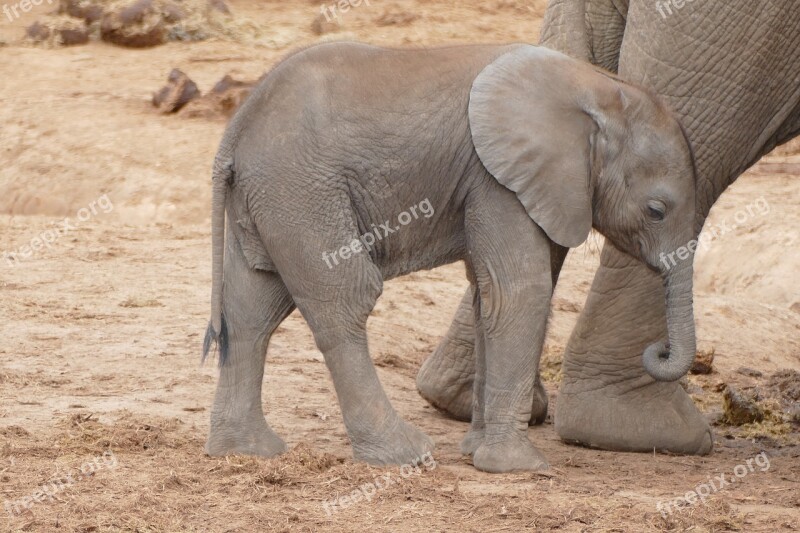 Baby Elephant South Africa Addo National Park Elephant Young Elephant