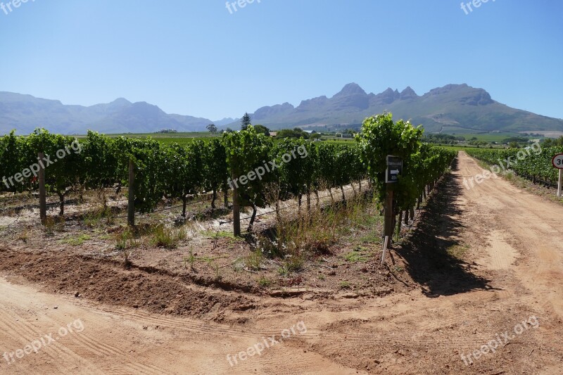 Stellenbosch Wineyard Landscape Vines South Africa