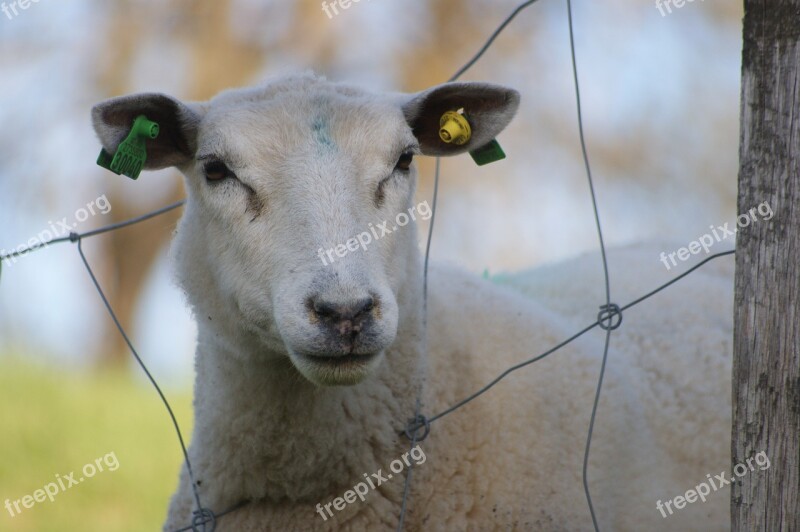 Sheep Sheep Grazing Free Photos