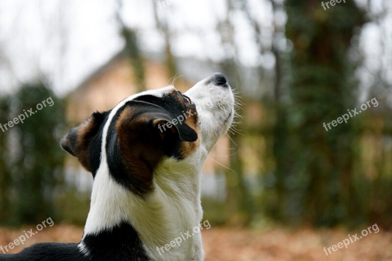 Dog Head Autumn Snout Animal