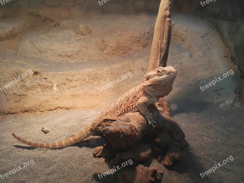 Reptiles Lizard Animal Free Photos