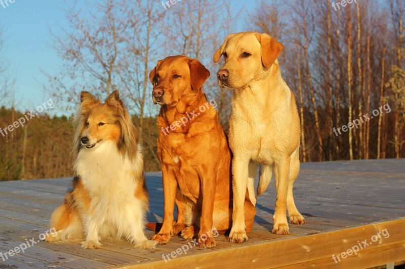 Dogs Labrador Friends Trio Dogs Together