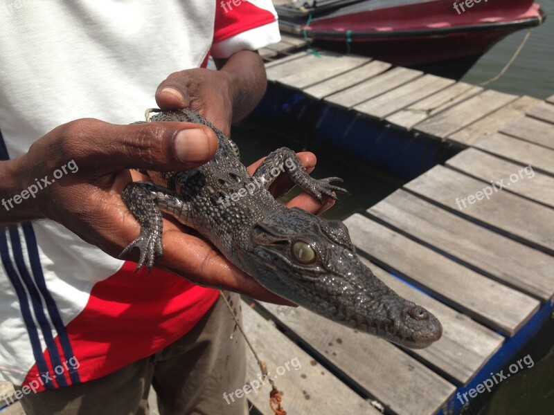 Crocodile Baby In Hands Sri Lanka The Cub Crocodile Free Photos