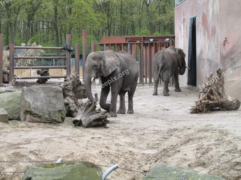 Elephants Zoo Animals Grey Mammal