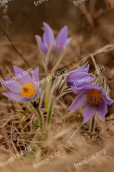 Pulsatilla Grandis Flower Spring Purple Purple Flower