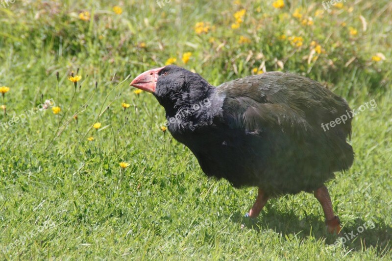 Takahe New Zealand Bird Native Flightless