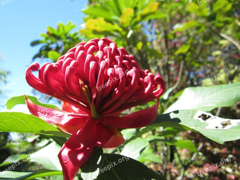 Waratah Telopea Proteaceae Flower Australian